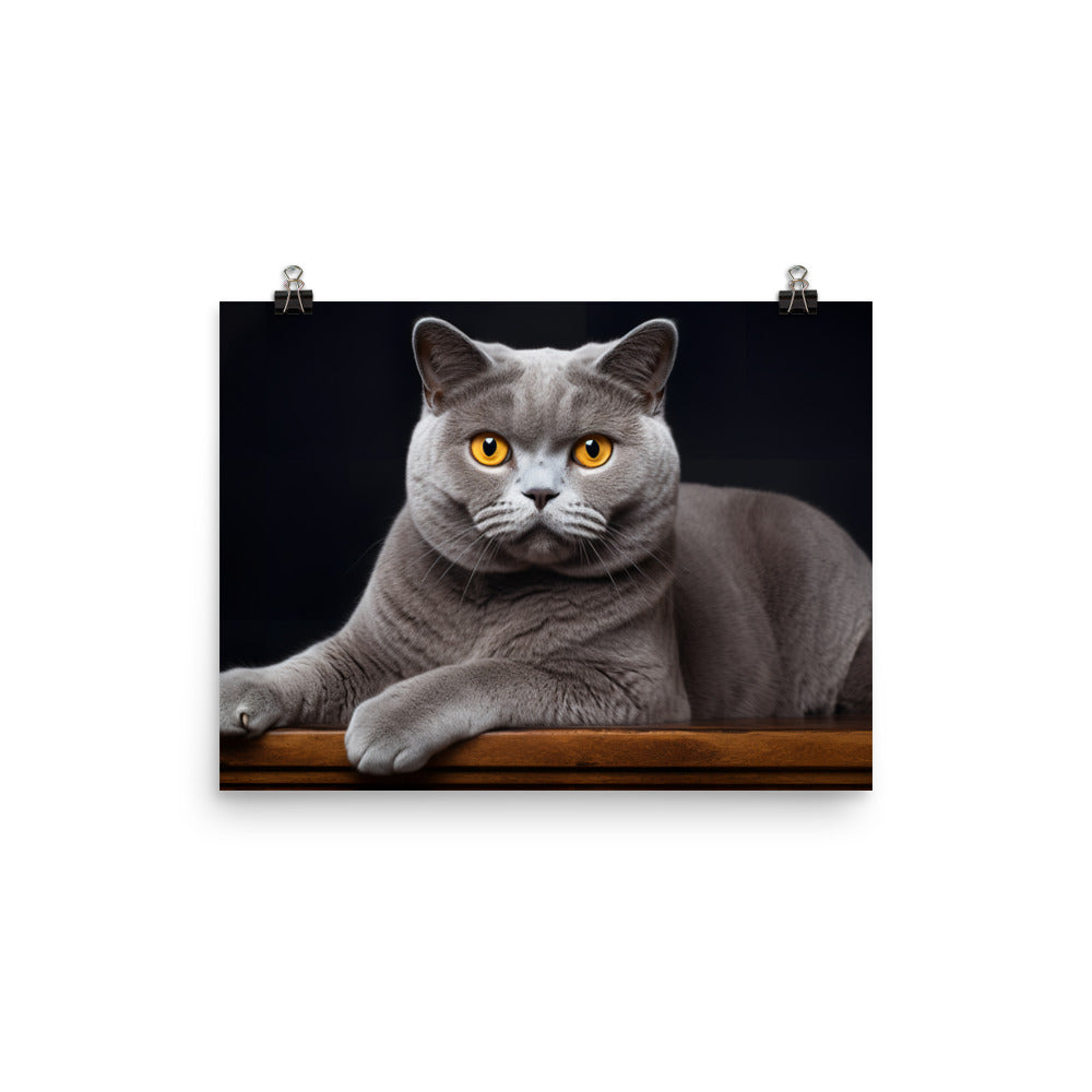 British Shorthair Photo paper poster - PosterfyAI.com