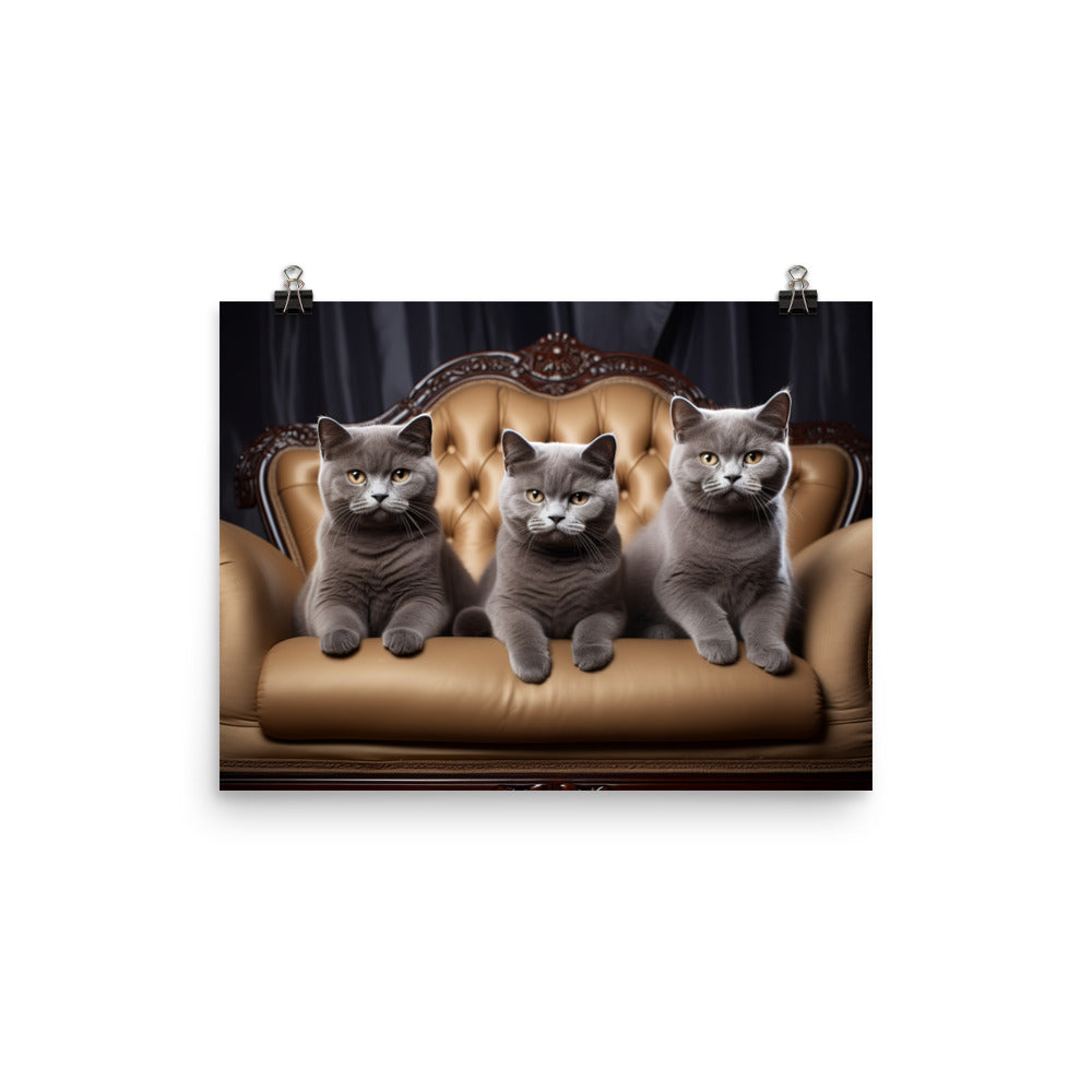 British Shorthair Photo paper poster - PosterfyAI.com