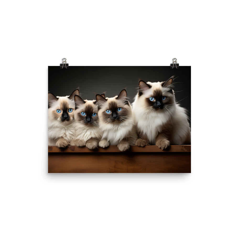 Birman Photo paper poster - PosterfyAI.com