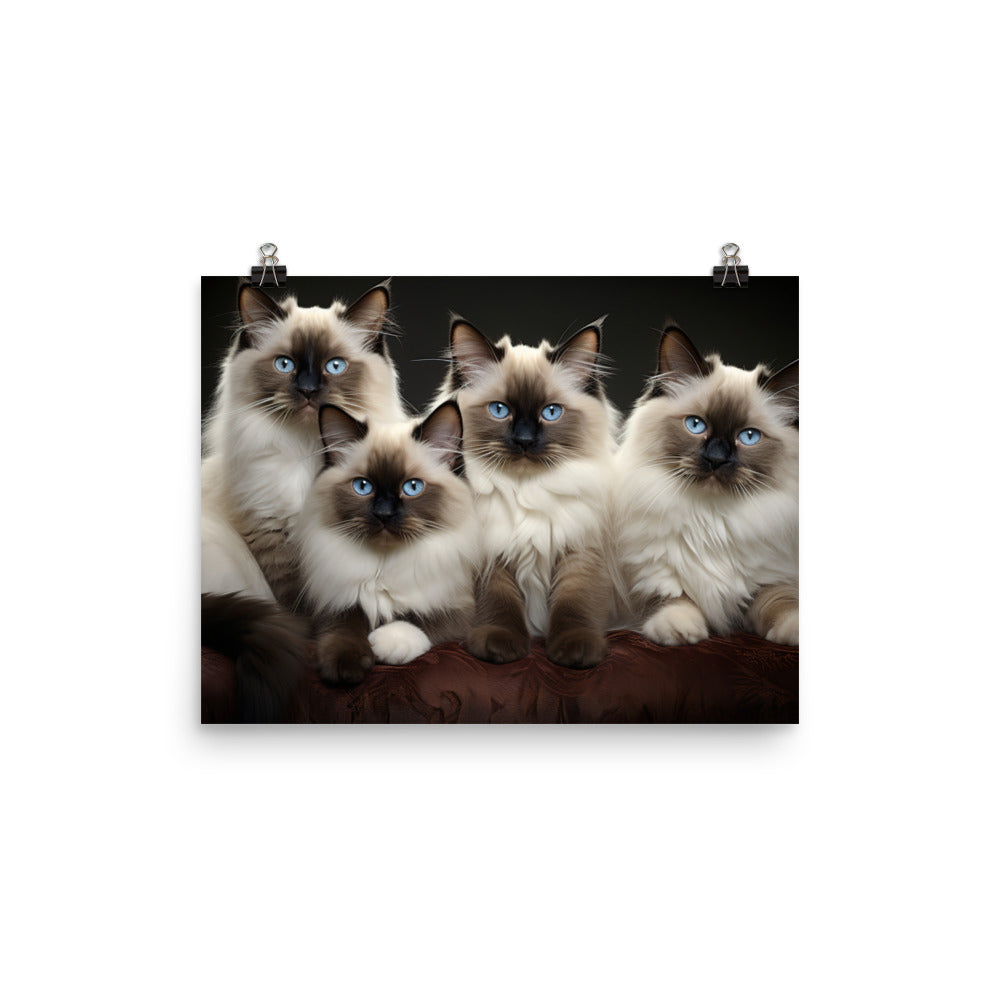 Birman Photo paper poster - PosterfyAI.com