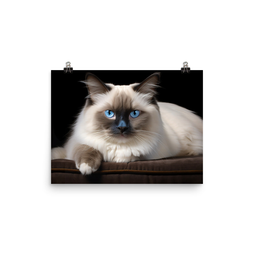 Birman Photo paper poster - PosterfyAI.com