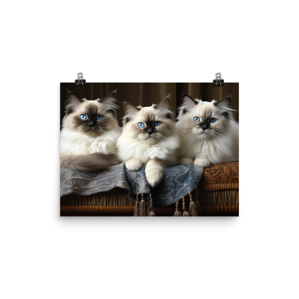 Birman Photo paper poster - PosterfyAI.com