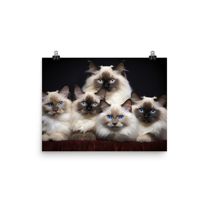 Birman Photo paper poster - PosterfyAI.com