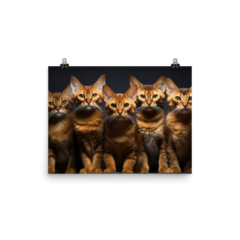 Abyssinian Photo paper poster - PosterfyAI.com