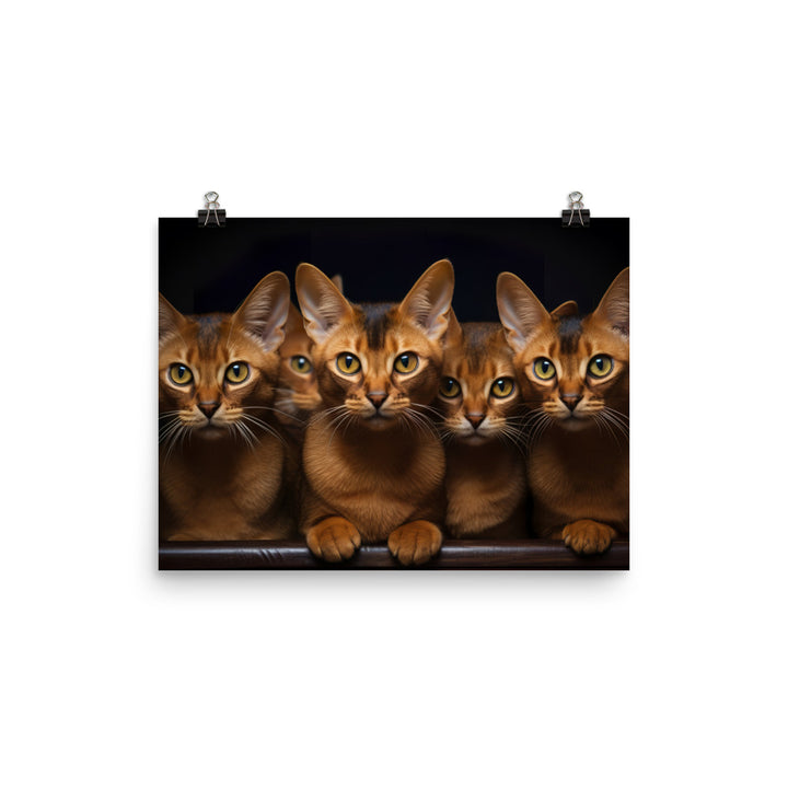 Abyssinian Photo paper poster - PosterfyAI.com