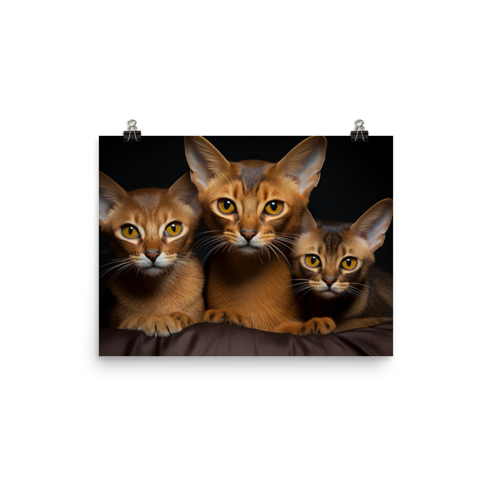 Abyssinian Photo paper poster - PosterfyAI.com