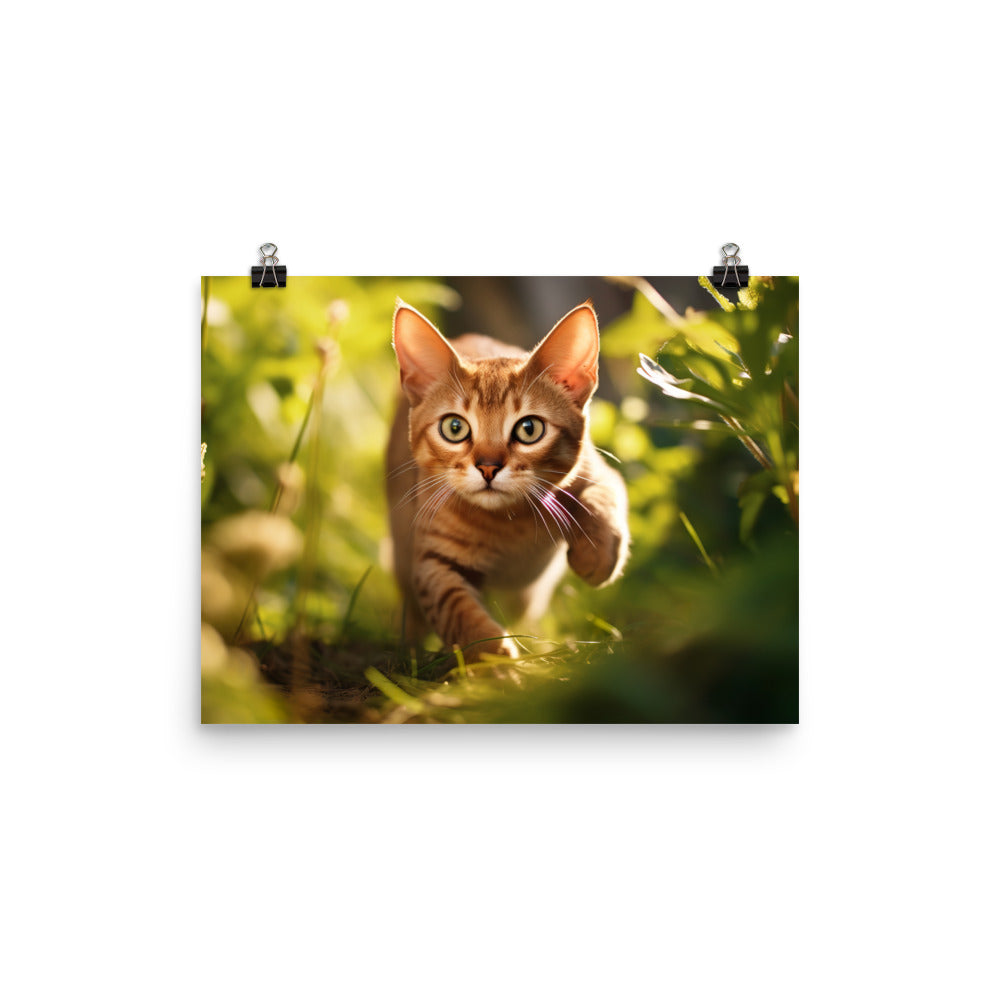 Abyssinian Photo paper poster - PosterfyAI.com