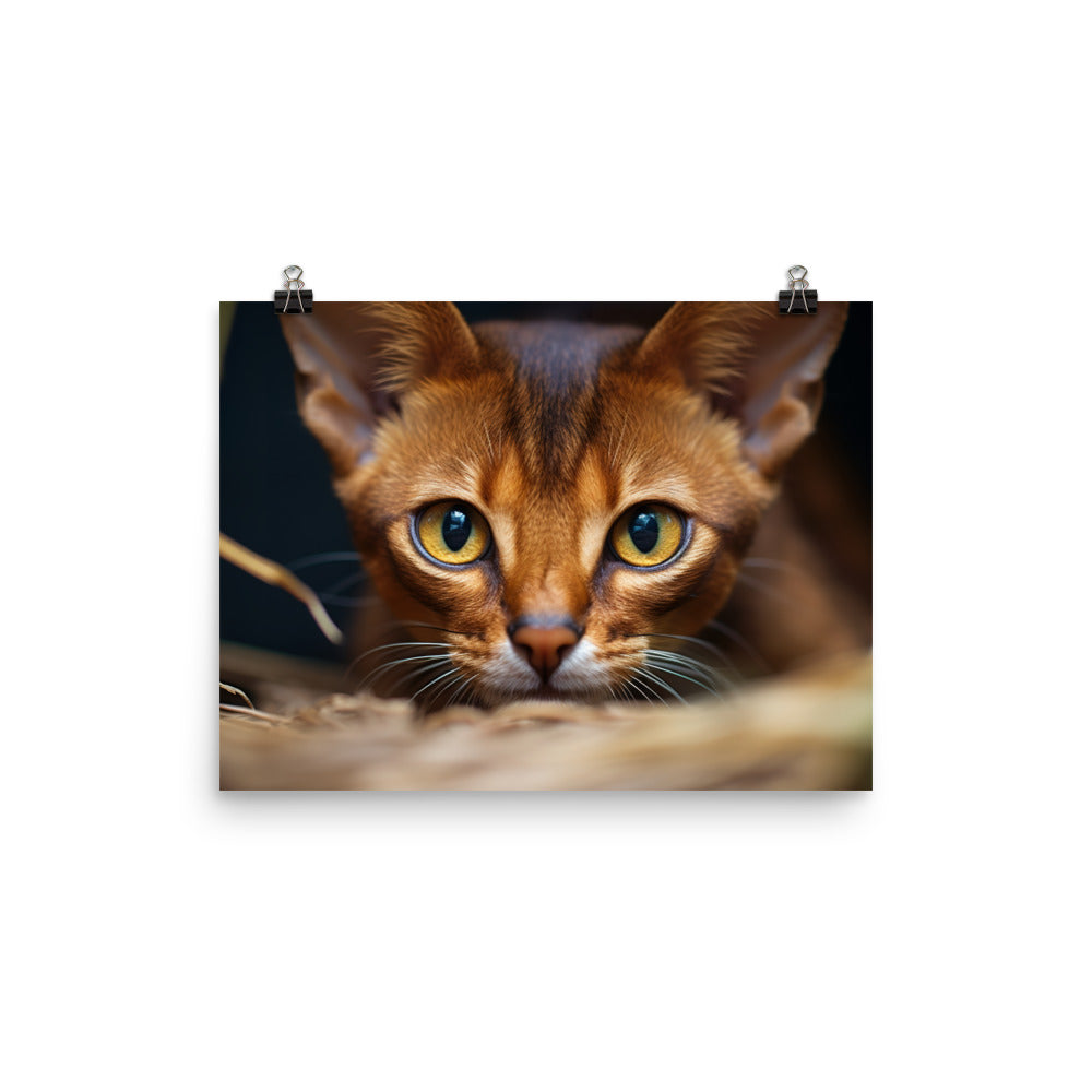 Abyssinian Photo paper poster - PosterfyAI.com