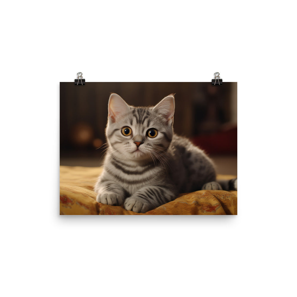 American Shorthair Photo paper poster - PosterfyAI.com