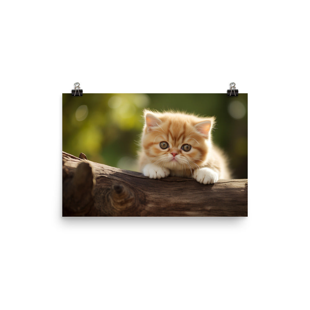 Exotic Shorthair Photo paper poster - PosterfyAI.com