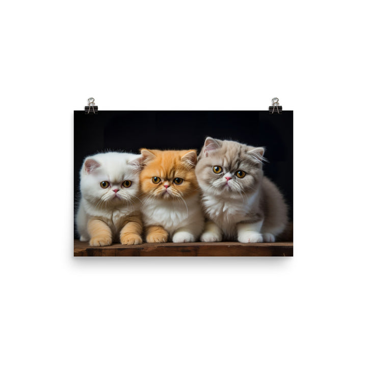 Exotic Shorthair Photo paper poster - PosterfyAI.com