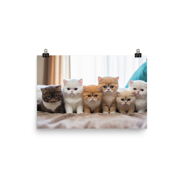 Exotic Shorthair Photo paper poster - PosterfyAI.com