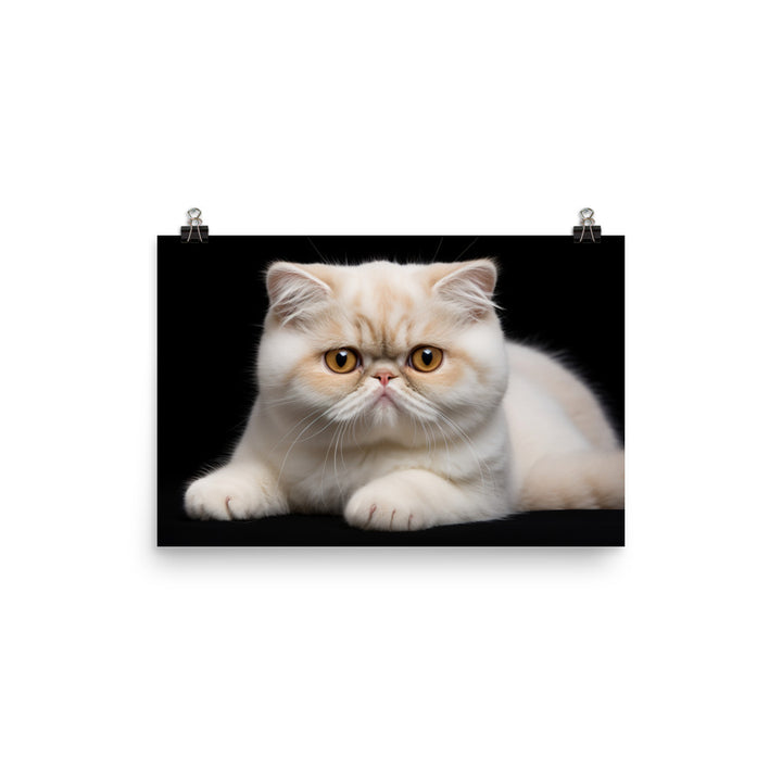 Exotic Shorthair Photo paper poster - PosterfyAI.com