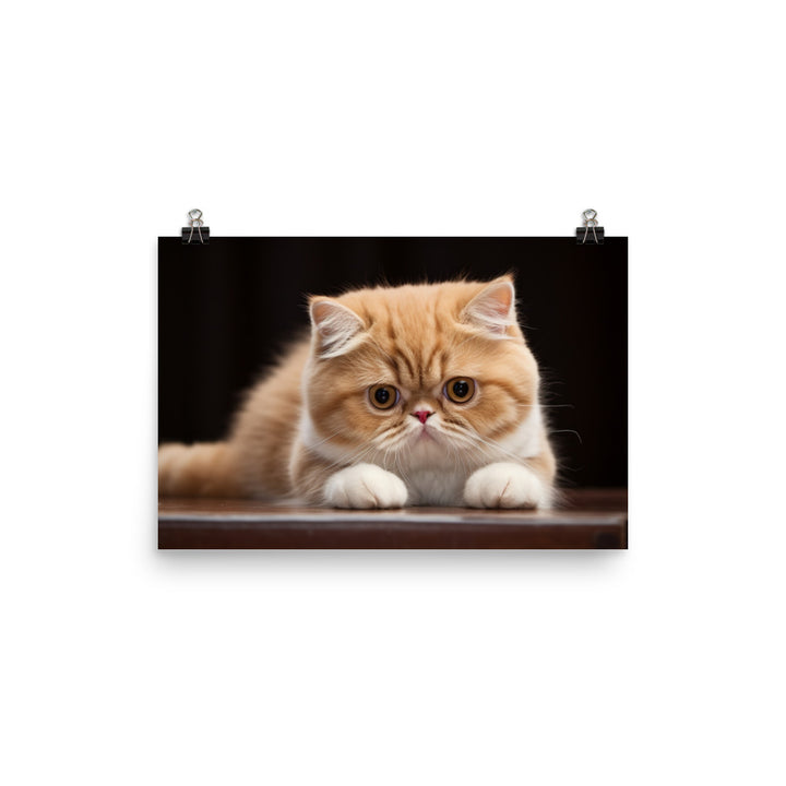 Exotic Shorthair Photo paper poster - PosterfyAI.com