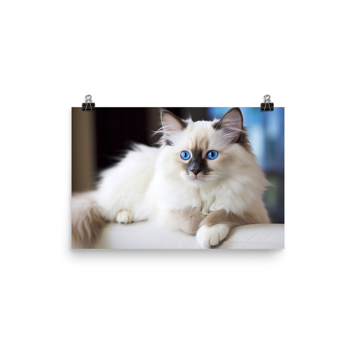 Ragdoll Photo paper poster - PosterfyAI.com