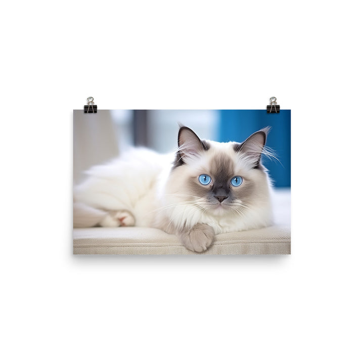 Ragdoll Photo paper poster - PosterfyAI.com