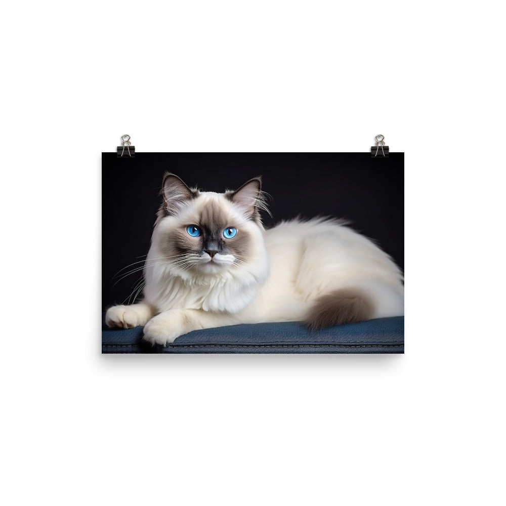 Ragdoll Photo paper poster - PosterfyAI.com