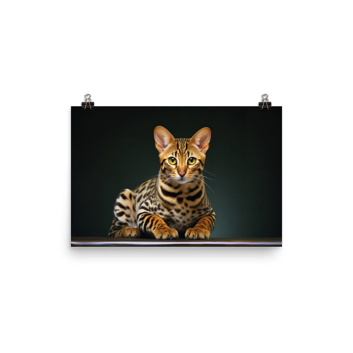 Ocicat Photo paper poster - PosterfyAI.com