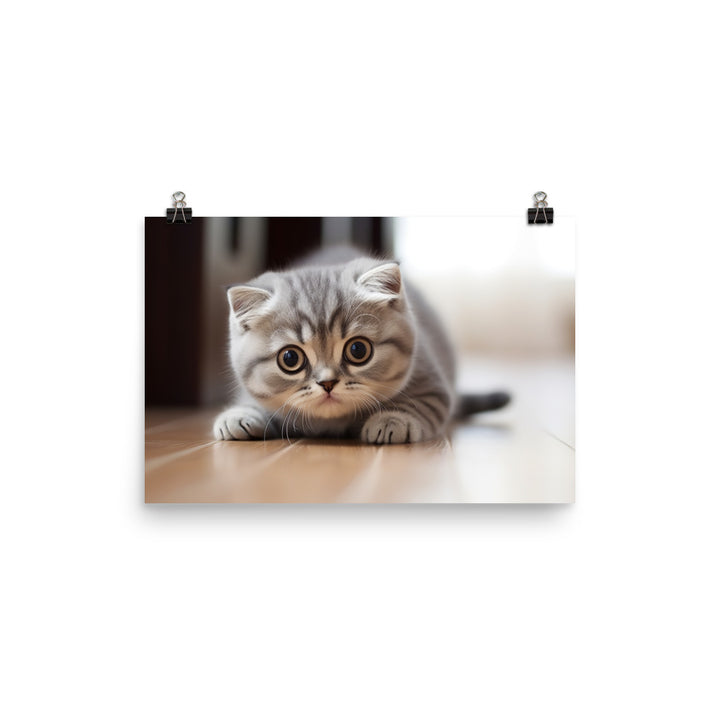 Scottish Fold Photo paper poster - PosterfyAI.com