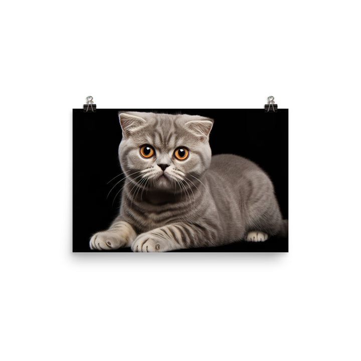 Scottish Fold Photo paper poster - PosterfyAI.com