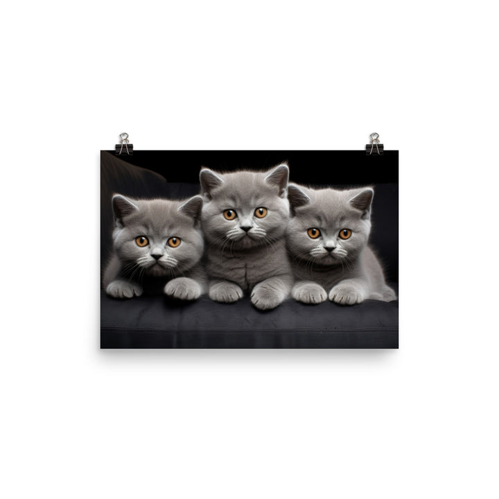 British Shorthair Photo paper poster - PosterfyAI.com