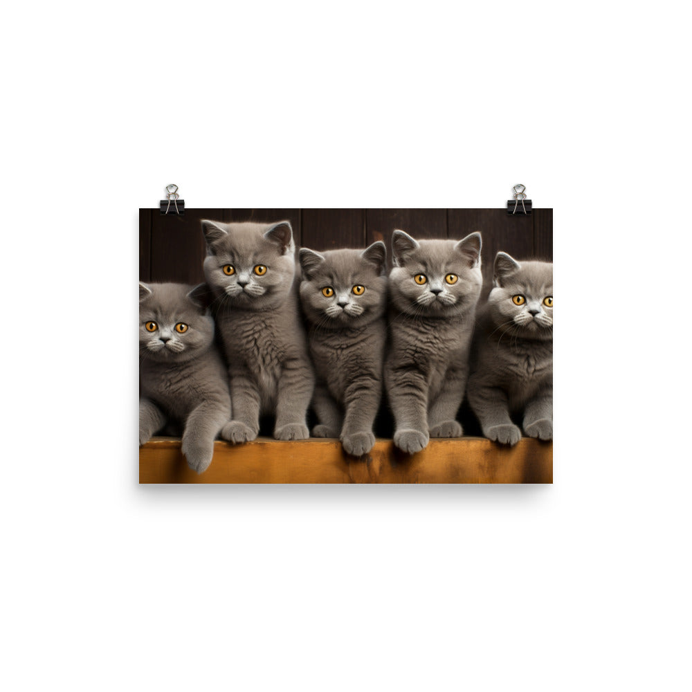 British Shorthair Photo paper poster - PosterfyAI.com