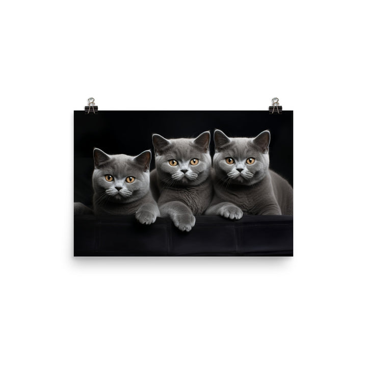 British Shorthair Photo paper poster - PosterfyAI.com