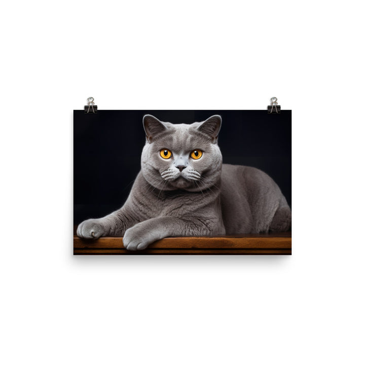 British Shorthair Photo paper poster - PosterfyAI.com