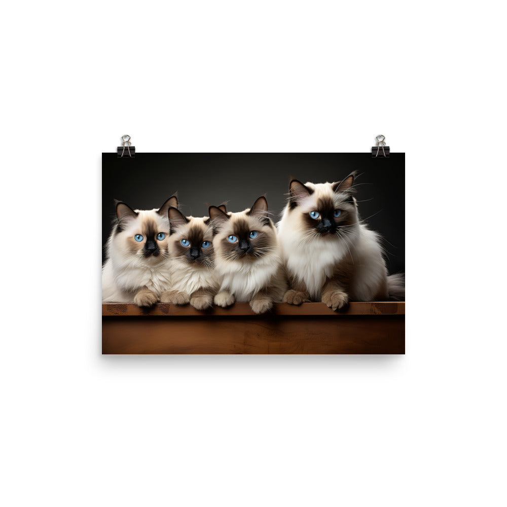 Birman Photo paper poster - PosterfyAI.com