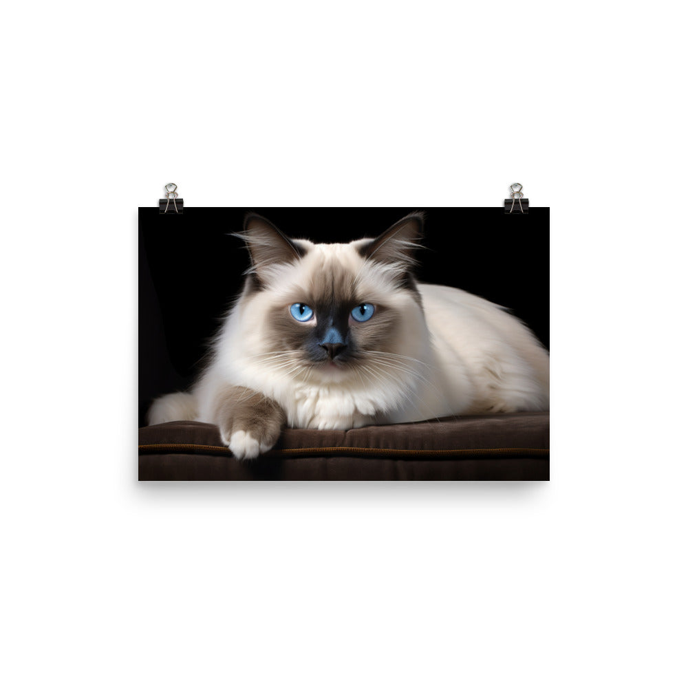 Birman Photo paper poster - PosterfyAI.com