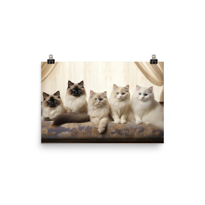 Birman Photo paper poster - PosterfyAI.com