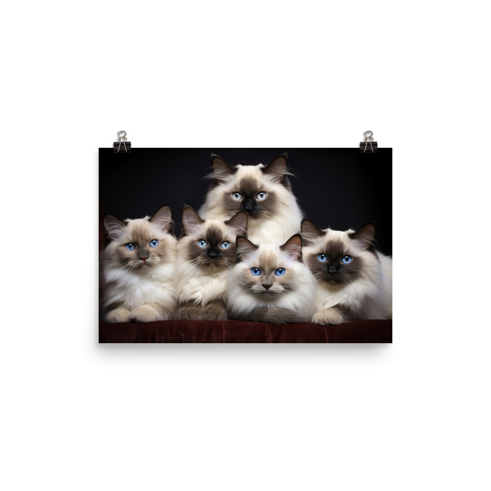 Birman Photo paper poster - PosterfyAI.com