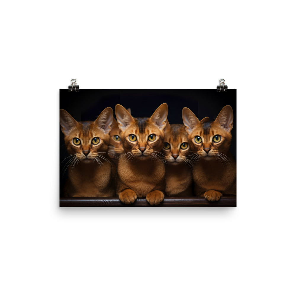 Abyssinian Photo paper poster - PosterfyAI.com