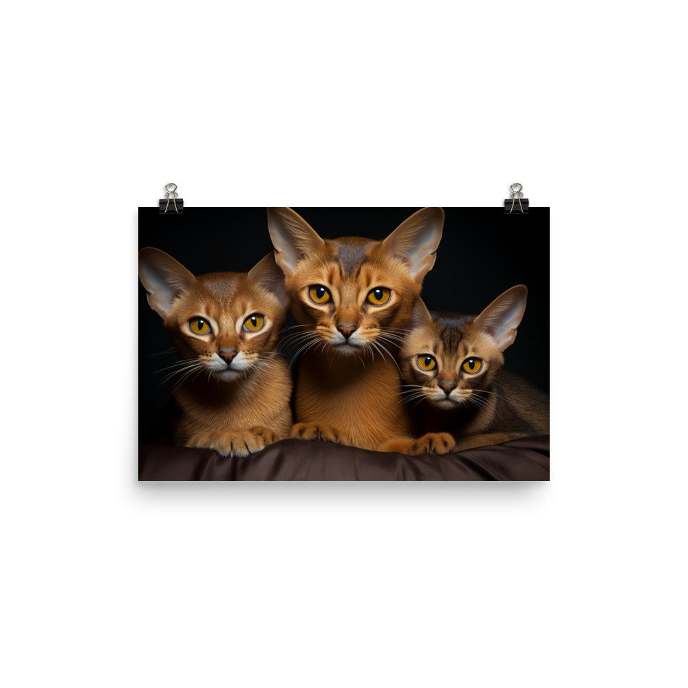 Abyssinian Photo paper poster - PosterfyAI.com