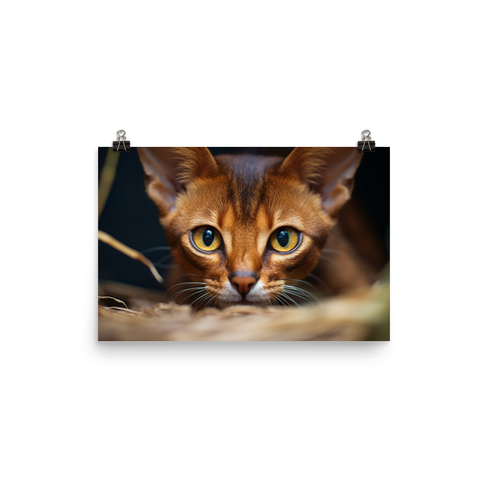 Abyssinian Photo paper poster - PosterfyAI.com