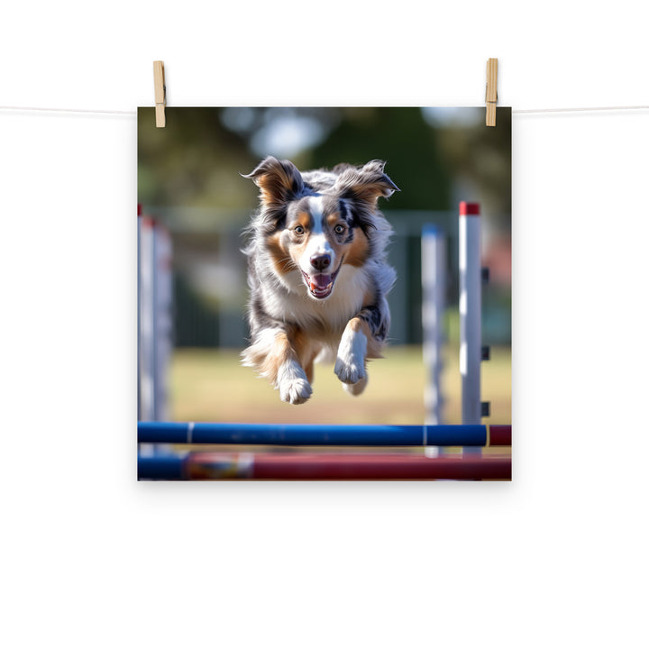 Australian Shepherd Photo paper poster - PosterfyAI.com