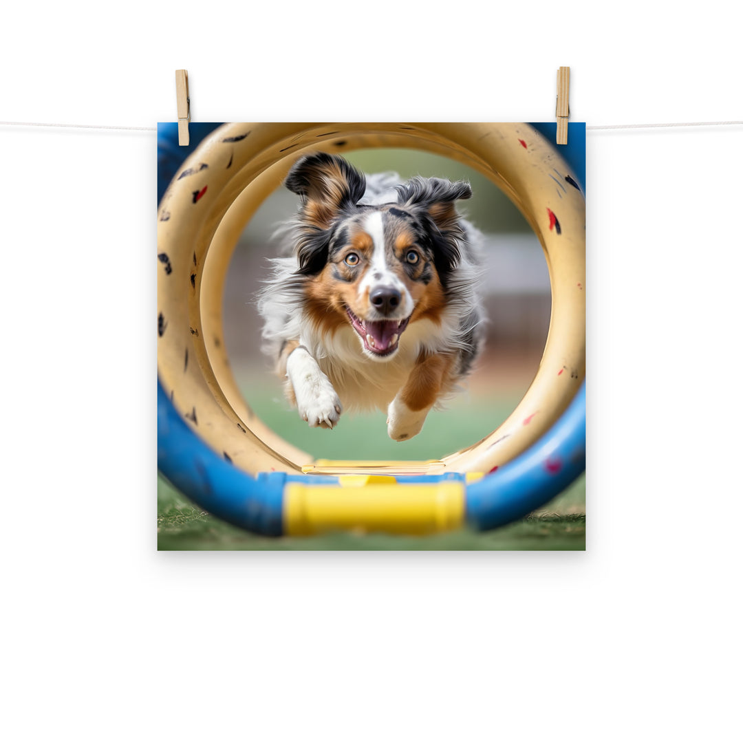 Australian Shepherd Photo paper poster - PosterfyAI.com