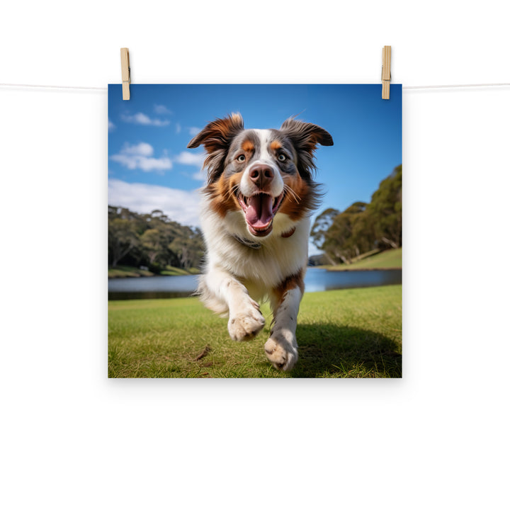 Australian Shepherd Photo paper poster - PosterfyAI.com