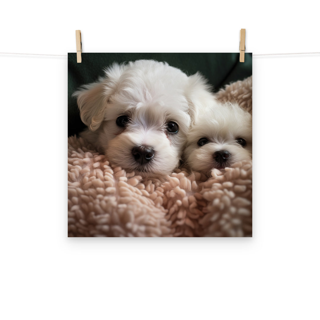 Bichon Frise Photo paper poster - PosterfyAI.com