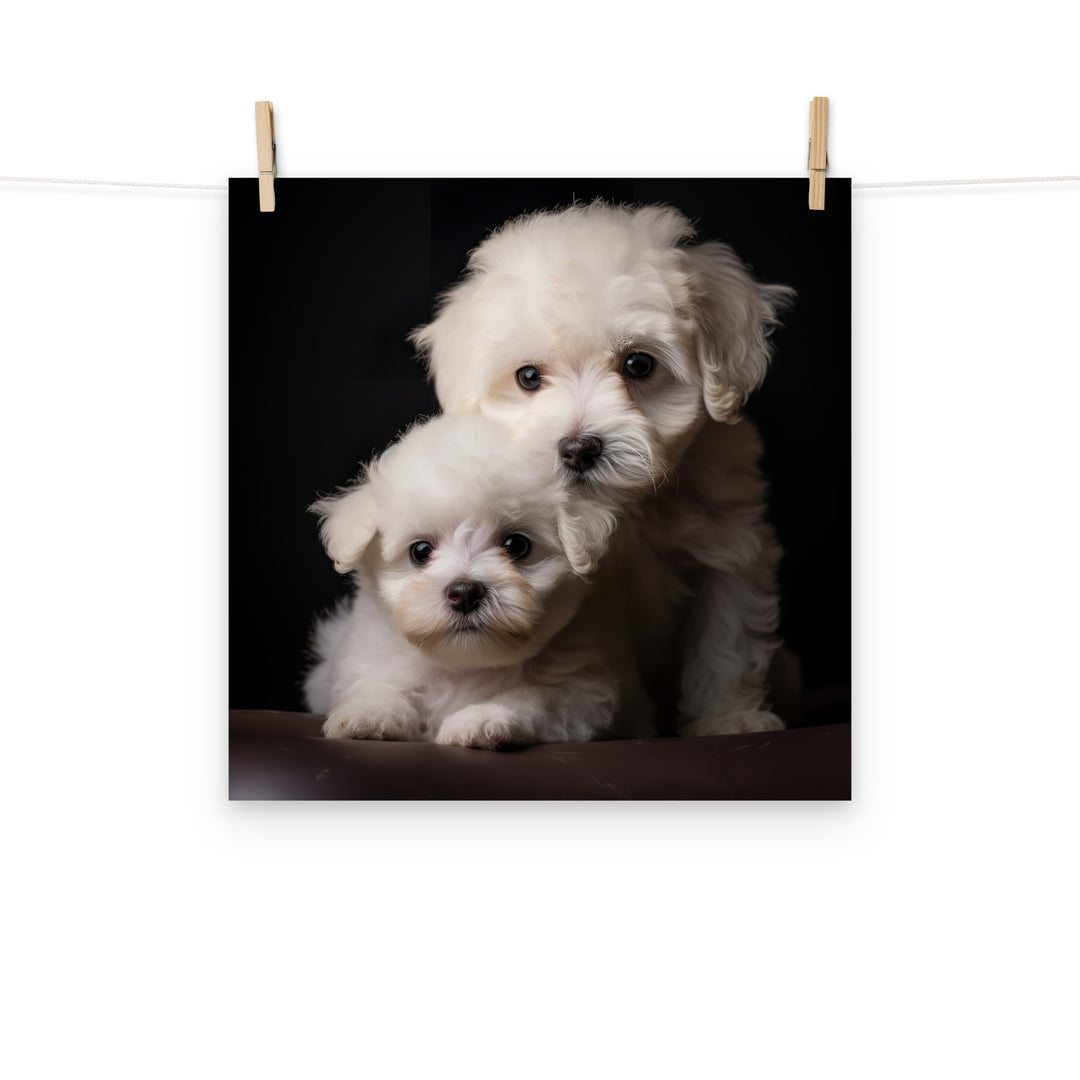 Bichon Frise Photo paper poster - PosterfyAI.com