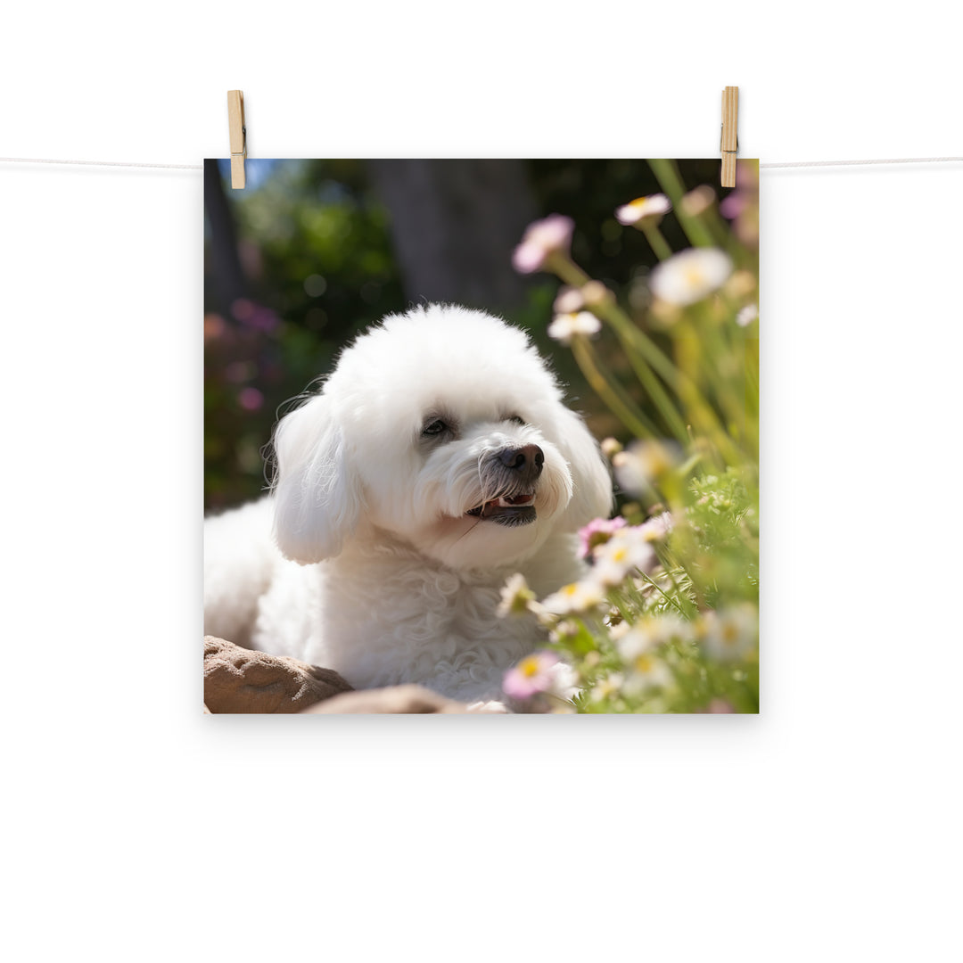 Bichon Frise Photo paper poster - PosterfyAI.com