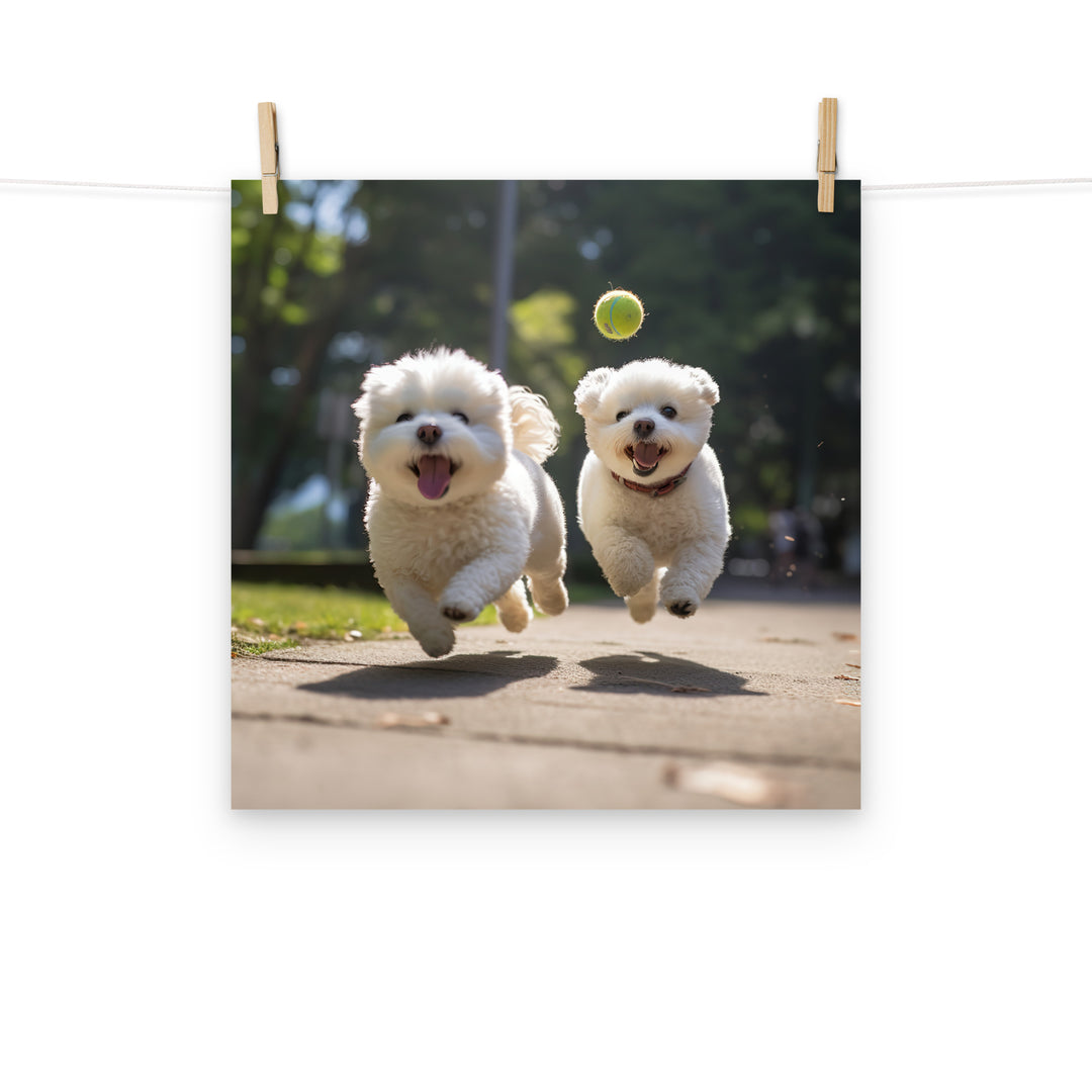 Bichon Frise Photo paper poster - PosterfyAI.com