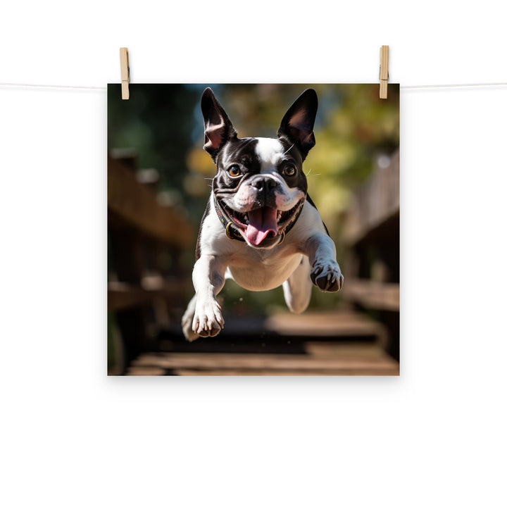 Boston Terrier Photo paper poster - PosterfyAI.com