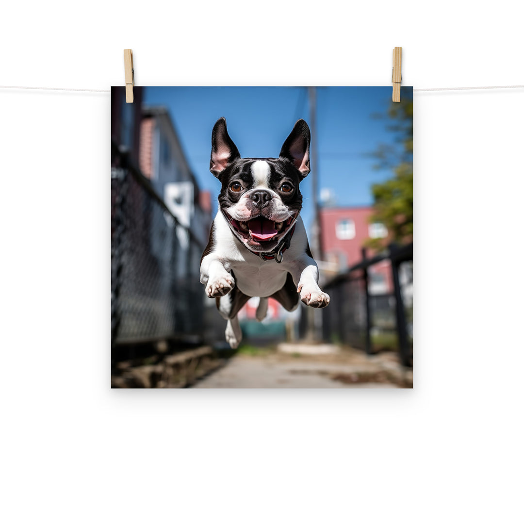 Boston Terrier Photo paper poster - PosterfyAI.com