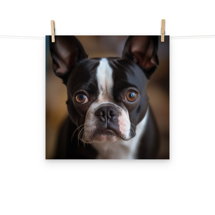 Boston Terrier Photo paper poster - PosterfyAI.com