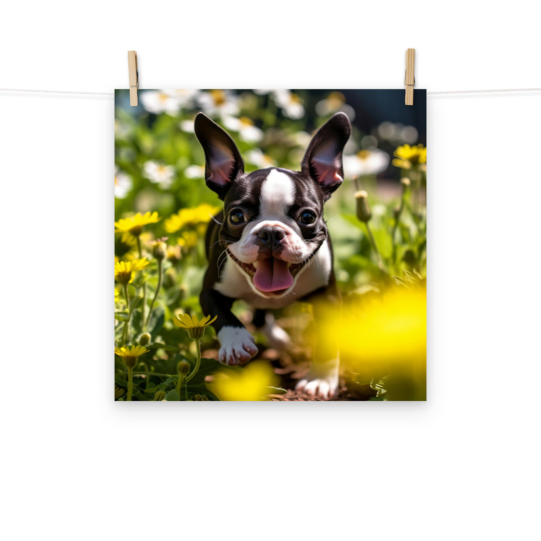 Boston Terrier Photo paper poster - PosterfyAI.com