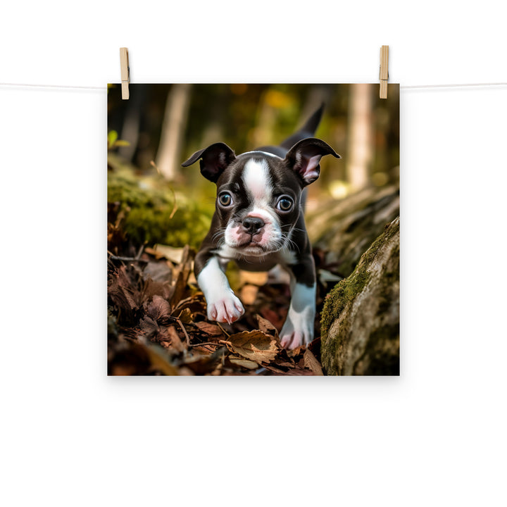 Boston Terrier Photo paper poster - PosterfyAI.com