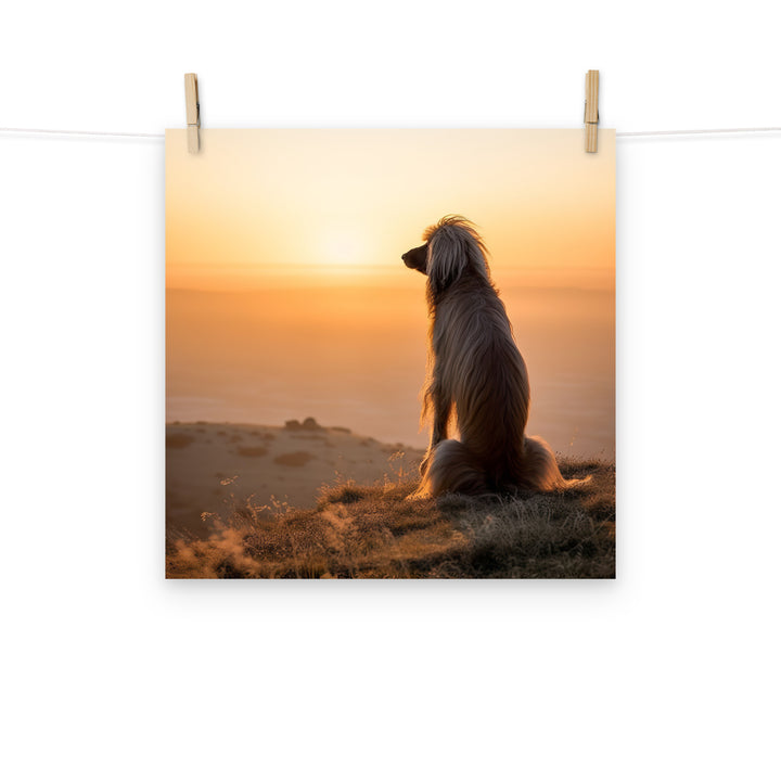 Afghan Hound Photo paper poster - PosterfyAI.com