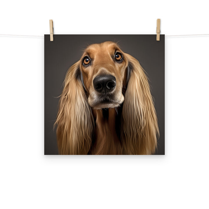 Afghan Hound Photo paper poster - PosterfyAI.com