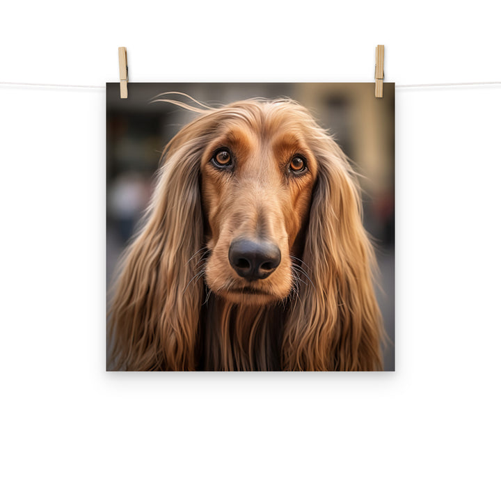 Afghan Hound Photo paper poster - PosterfyAI.com